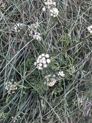 Angelica tomentosa