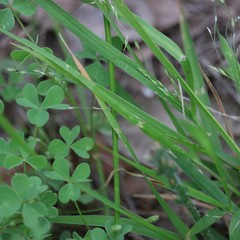 Panicum diffusum