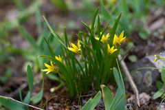 Gagea granulosa