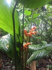 Stromanthe stromanthoides