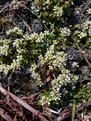 Cochlearia groenlandica