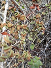 Argyrochosma nivea image