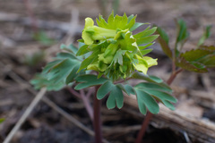 Corydalis bracteata