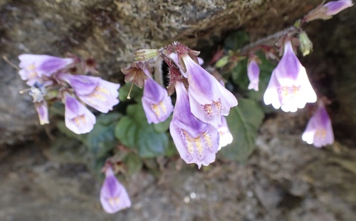 Mazus dentatus (Mazus dentatus)