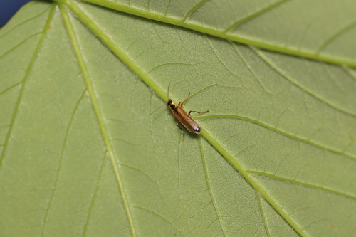 Cantharis decipiens, Castricum, Nederland, photo 7 of 10