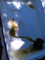 Hydrodictyon reticulatum