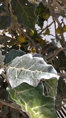 Solanum marginatum
