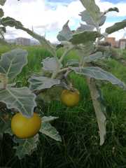 Solanum marginatum