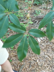 Aesculus sylvatica