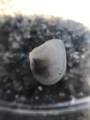 Cumingia sinuosa