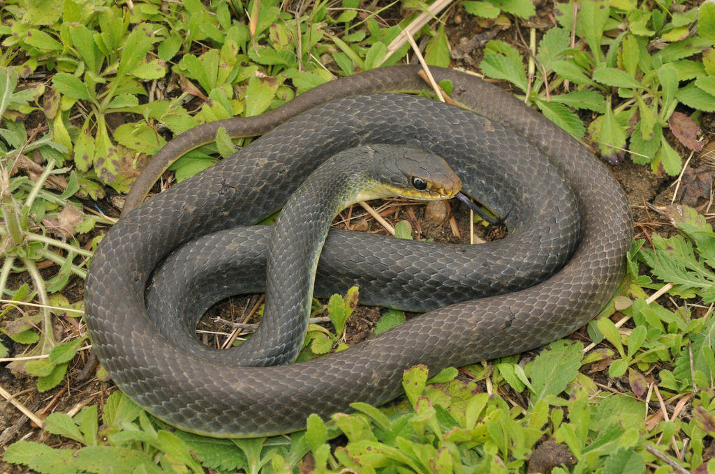 Eastern Yellow-bellied Racer (Coluber constrictor flaviventris ...