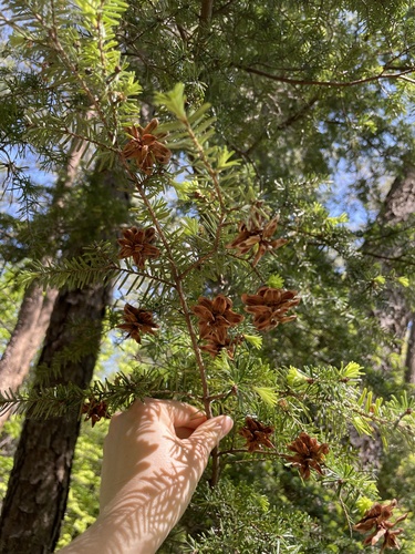 Carolina hemlock (Tsuga caroliniana)