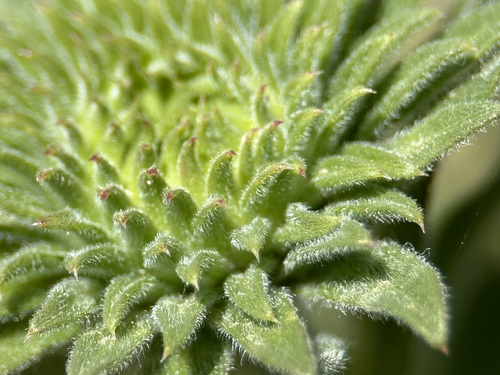 Image of Grindelia hirsutula by (c) Annette Herz, some rights reserved (CC BY)