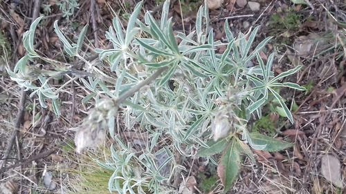 Lupinus altimontanus, photograph 4