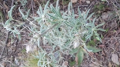 Lupinus altimontanus, photograph Liliana Boada, CC BY, iNaturalist via GBIF
