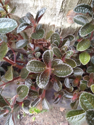 Pilea spruceana