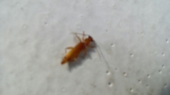 Smodicum clancularium