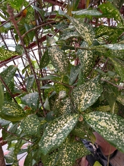 Dracaena surculosa