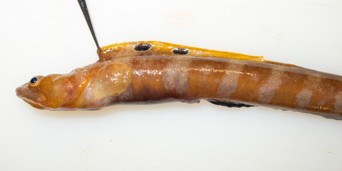 Fish doctor (Gymnelus viridis) — Zoarcidae