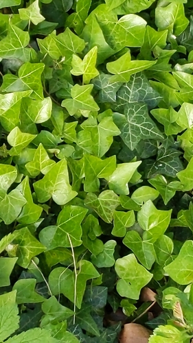 Hedera helix