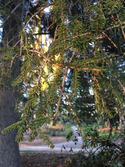 Picea