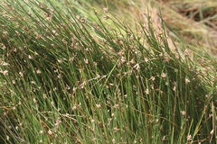 Cyperus laevigatus
