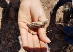 Sceloporus slevini