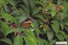 Anartia fatima colima