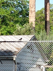 Aphelocoma californica