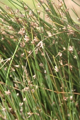 Cyperus laevigatus