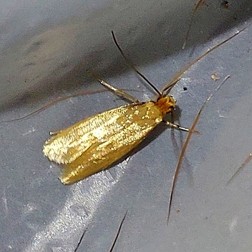 Common clothes moth