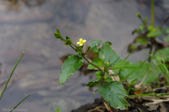 Calyptocarpus brasiliensis