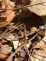 Rilaena triangularis