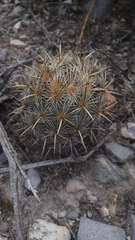 Coryphantha glanduligera