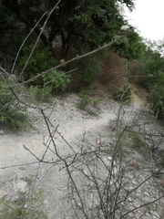 Citharexylum brachyanthum