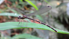 Sinosticta ogatai