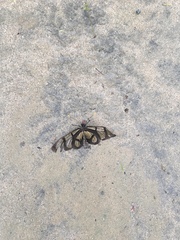 Methona confusa confusa