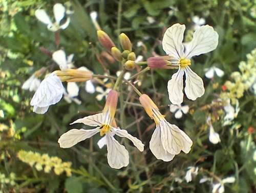 Raphanus raphanistrum