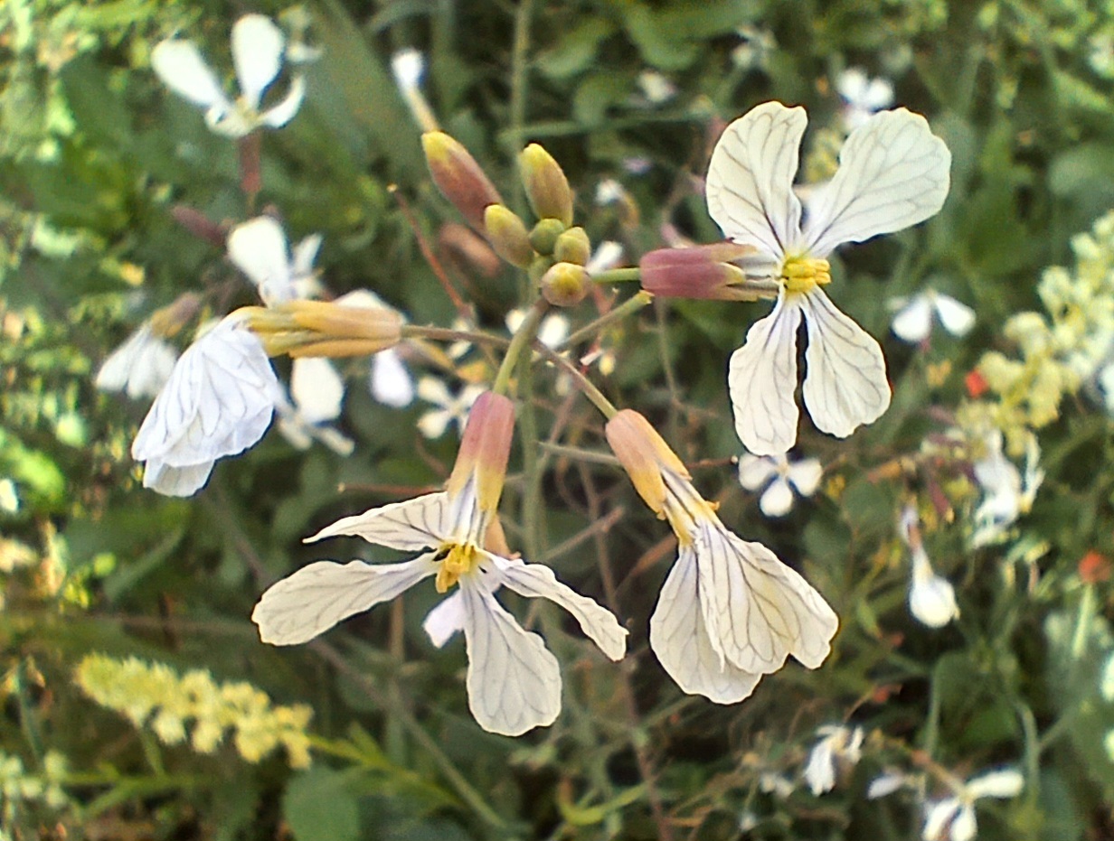 Wild radish (Raphanus raphanistrum)  iNaturalist