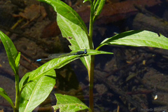 Acanthagrion lancea