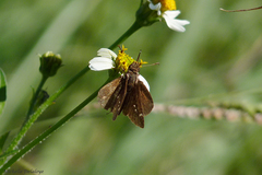 Cymaenes odilia