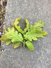 Quercus robur