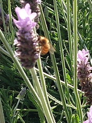 Apis mellifera
