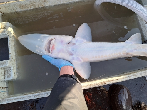 Pallid Sturgeon