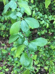 Chaenomeles speciosa