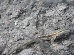 Sceloporus edbelli