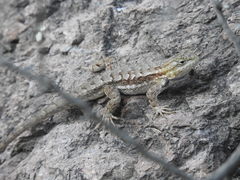 Sceloporus edbelli