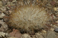 Mammillaria guelzowiana
