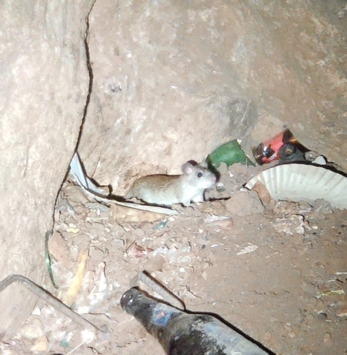 White-tailed Wood Rat