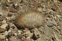 Mammillaria guelzowiana